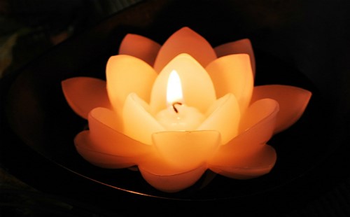 灯芯