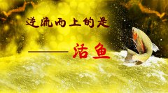 人生即使如此！活鱼逆流而上，死鱼随波逐流！